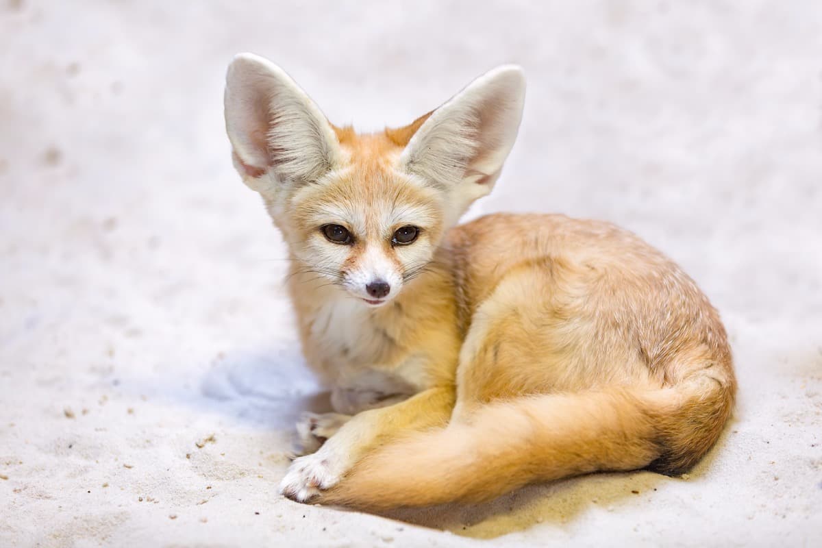 La fauna del Sahara